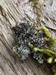 Hypogymnia lophyrea
