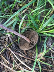 Entoloma sericeum