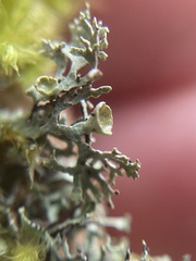 Hypogymnia lophyrea
