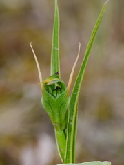 Pterostylis montana