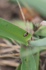 Hyperaspis festiva