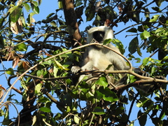 Semnopithecus schistaceus