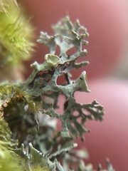 Hypogymnia lophyrea