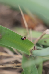 Hyperaspis festiva