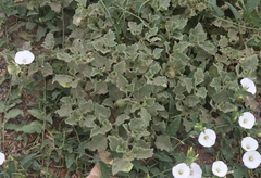 Physalis hederifolia