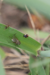 Hyperaspis festiva