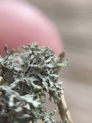 Hypogymnia lophyrea