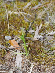 Pterostylis montana