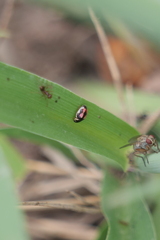 Hyperaspis festiva