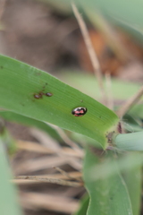 Hyperaspis festiva