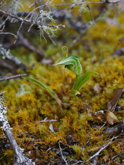 Pterostylis montana