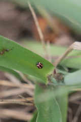 Hyperaspis festiva
