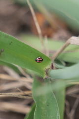 Hyperaspis festiva