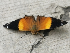 Hypanartia godmanii