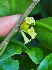 Cestrum macrophyllum
