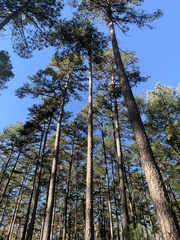 Pinus echinata