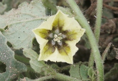 Physalis hederifolia
