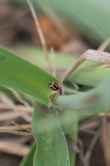 Hyperaspis festiva
