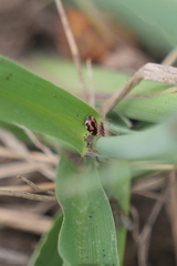 Hyperaspis festiva