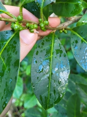 Cestrum macrophyllum