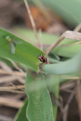 Hyperaspis festiva
