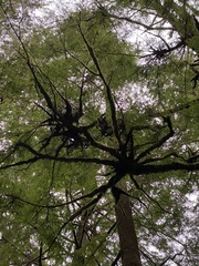 Arceuthobium tsugense tsugense