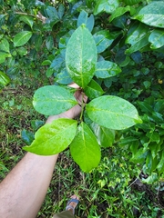 Cestrum macrophyllum