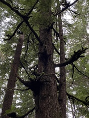 Arceuthobium tsugense tsugense