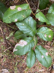 Cameraria gaultheriella