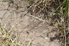 Camponotus rosariensis