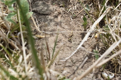 Camponotus rosariensis