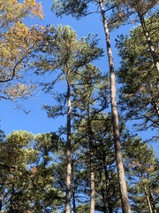 Pinus echinata
