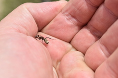 Camponotus rosariensis