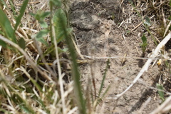 Camponotus rosariensis