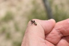 Camponotus rosariensis