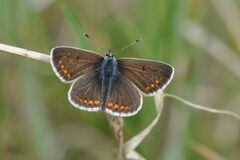 Aricia agestis