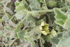 Physalis hederifolia