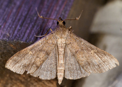 Renia discoloralis