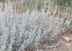 Artemisia cana