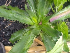 Eryngium serra