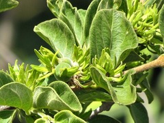 Vangueria macrocalyx