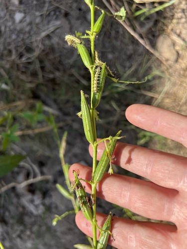 Corchorus olitorius image