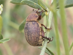 Phyllophaga lanceolata