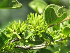 Vangueria macrocalyx