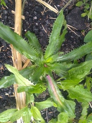Eryngium serra
