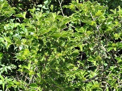 Vangueria macrocalyx