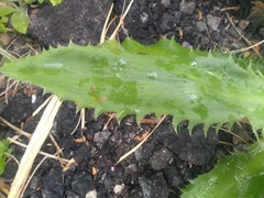 Eryngium serra