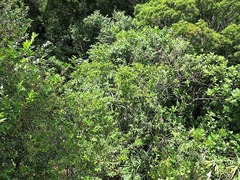 Vangueria macrocalyx