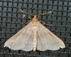 Renia discoloralis