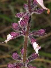 Syncolostemon